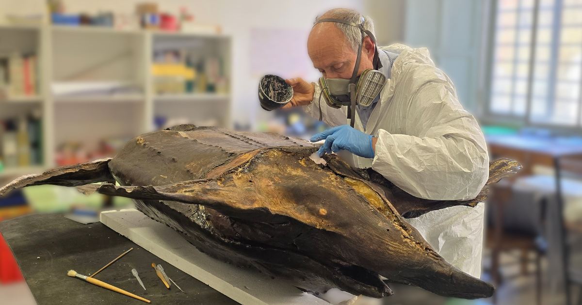 Visita guidata “Metamorfosi di un museo di scienze naturali. La Collezione di Zoologia tra restauro e valorizzazione”